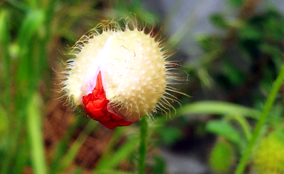 Mohnblume