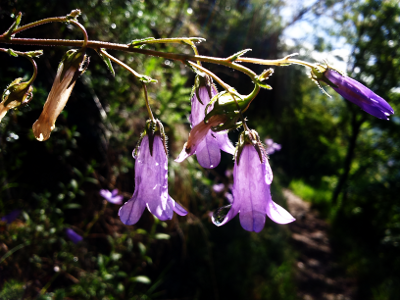 Glockenblume